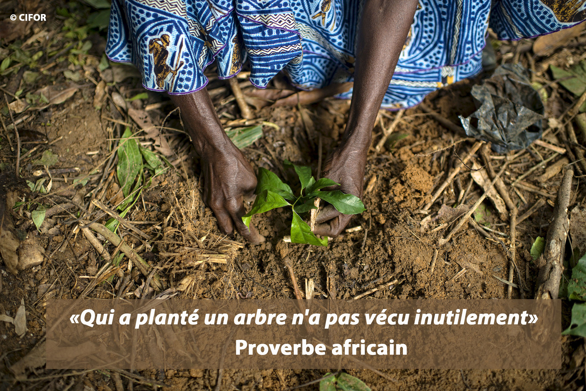 10 bonnes raisons de planter un arbre