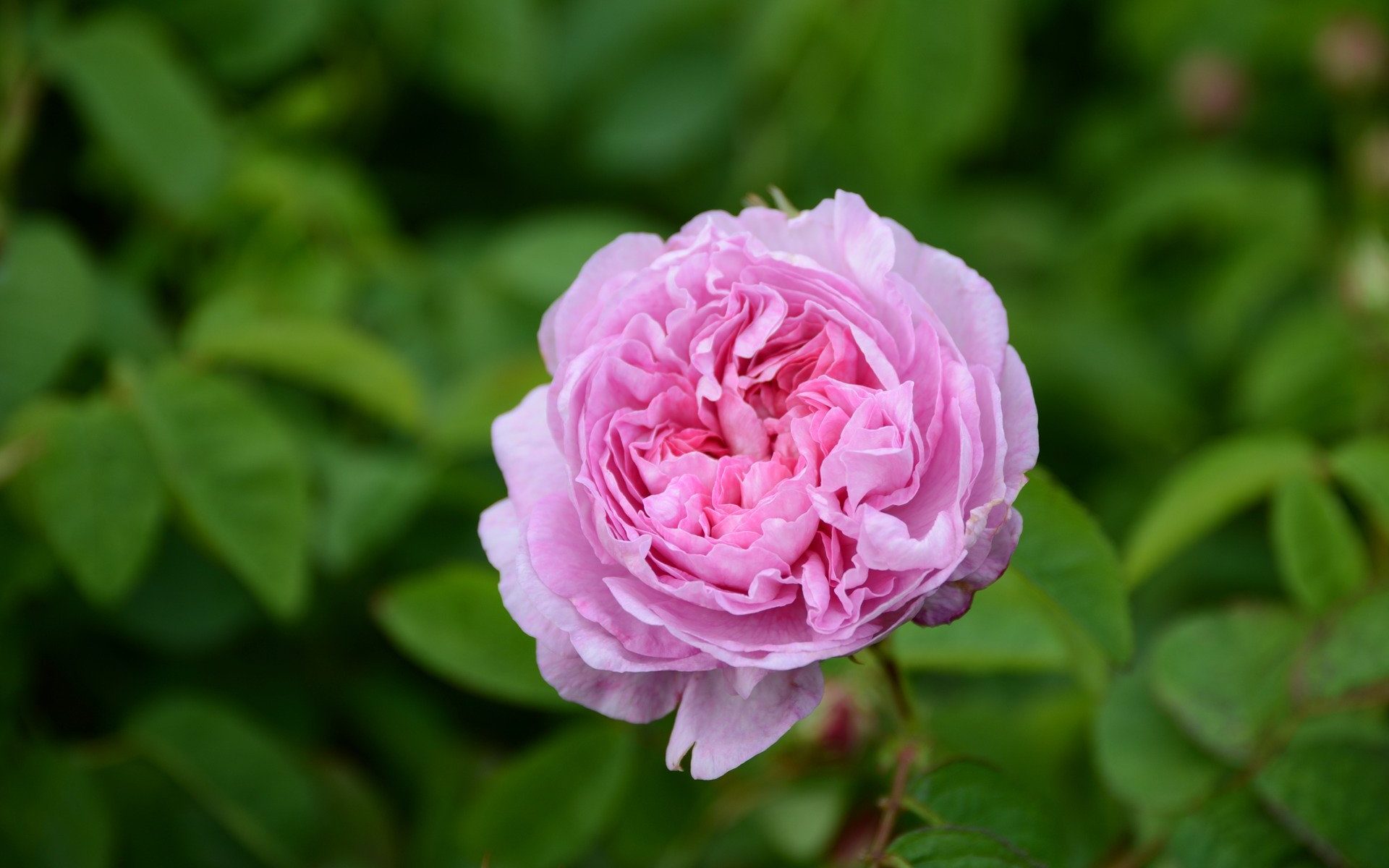 rose-centifolia